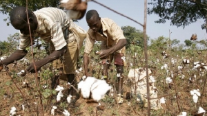 Ministry of Agriculture begins distribution of Non-BT Cotton
